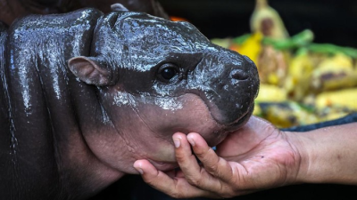 Viral di Thailand, Pesona Moo Deng, Si Bayi Kuda Nil