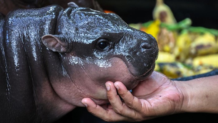 Viral di Thailand, Pesona Moo Deng, Si Bayi Kuda Nil